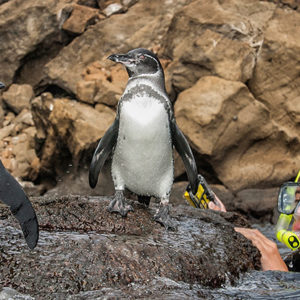 GALAPAGOS 24 DEC, 2019 TO 1 JAN, 2020