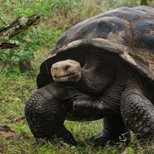 GALAPAGOS 7 – 15 January, 2022