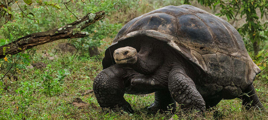 GALAPAGOS 7 – 15 January, 2022