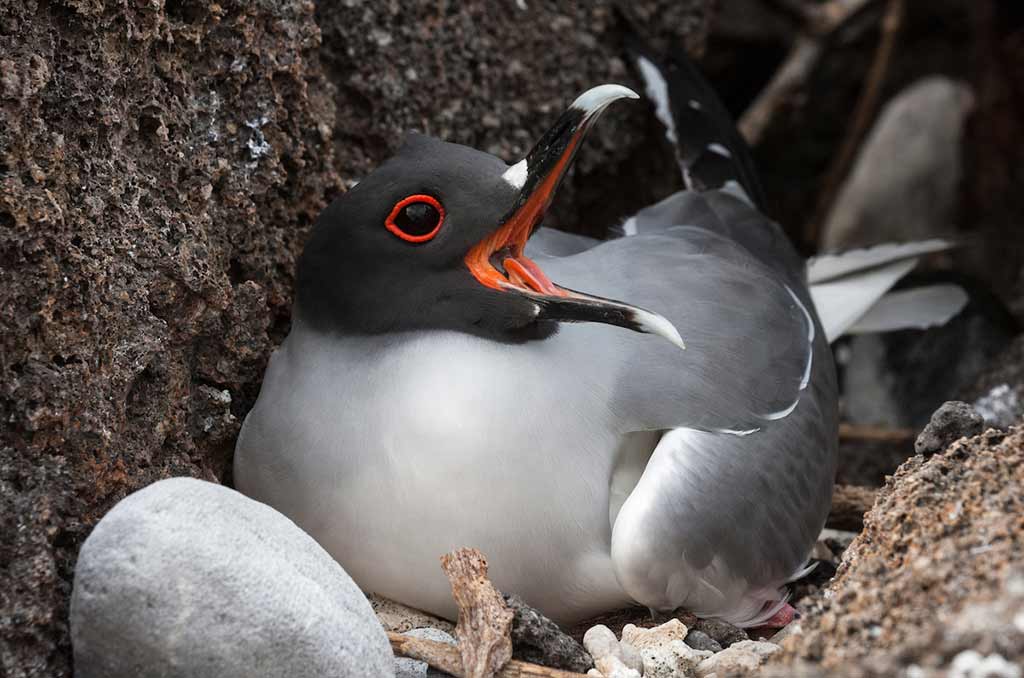 GC520_Swallow-tailed_gulls