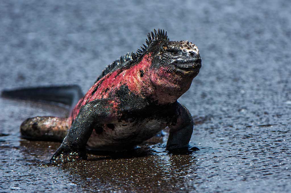 Galapagos_West_29Nov_02