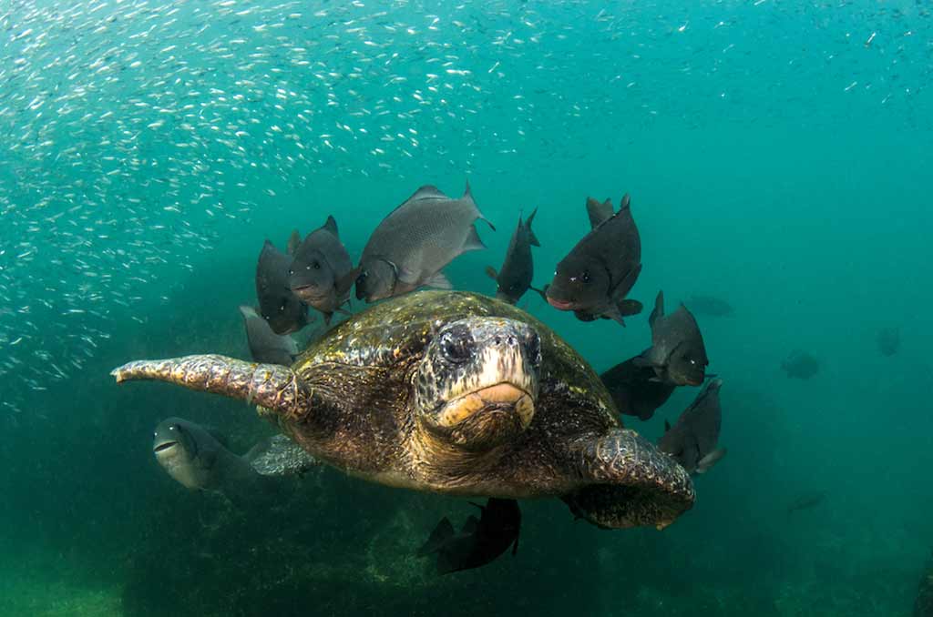 Galapagos_West_29Nov_06