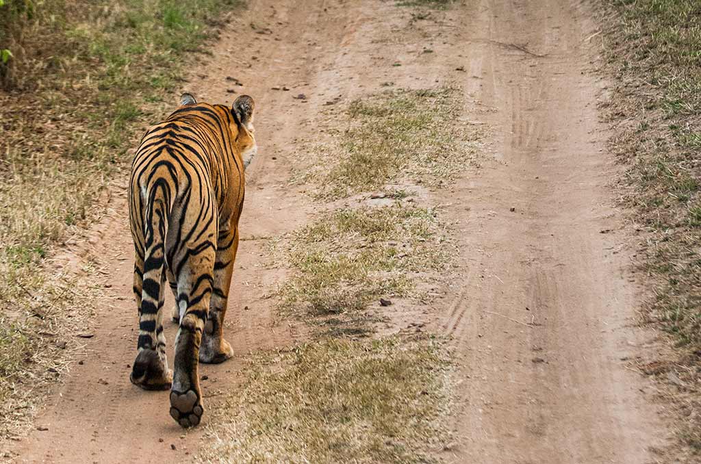 India_04
