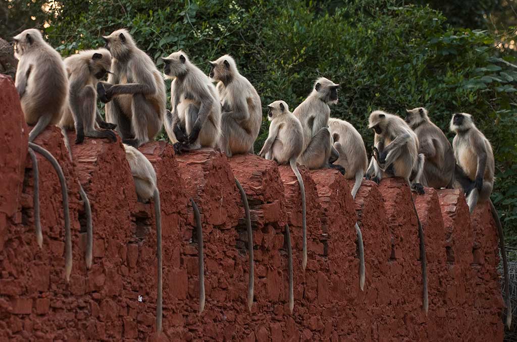 India_05