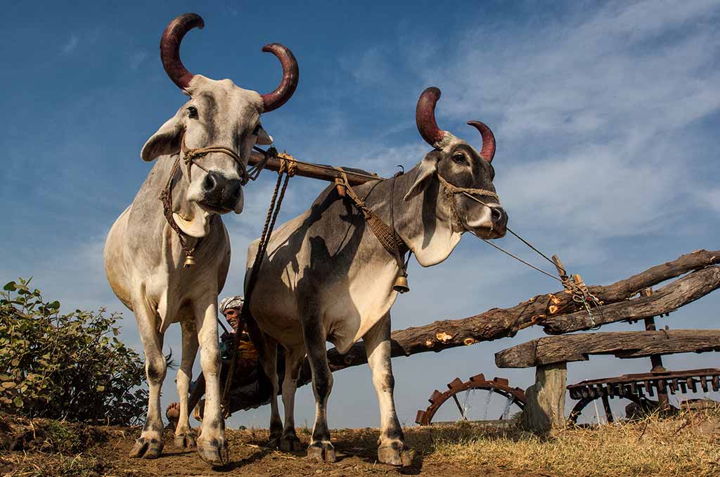 India_10