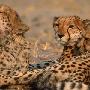 BOTSWANA 13 – 21 DECEMBER, 2019