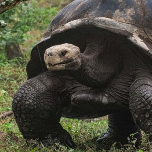 GALAPAGOS EAST 22 – 30 NOVEMBER, 2019
