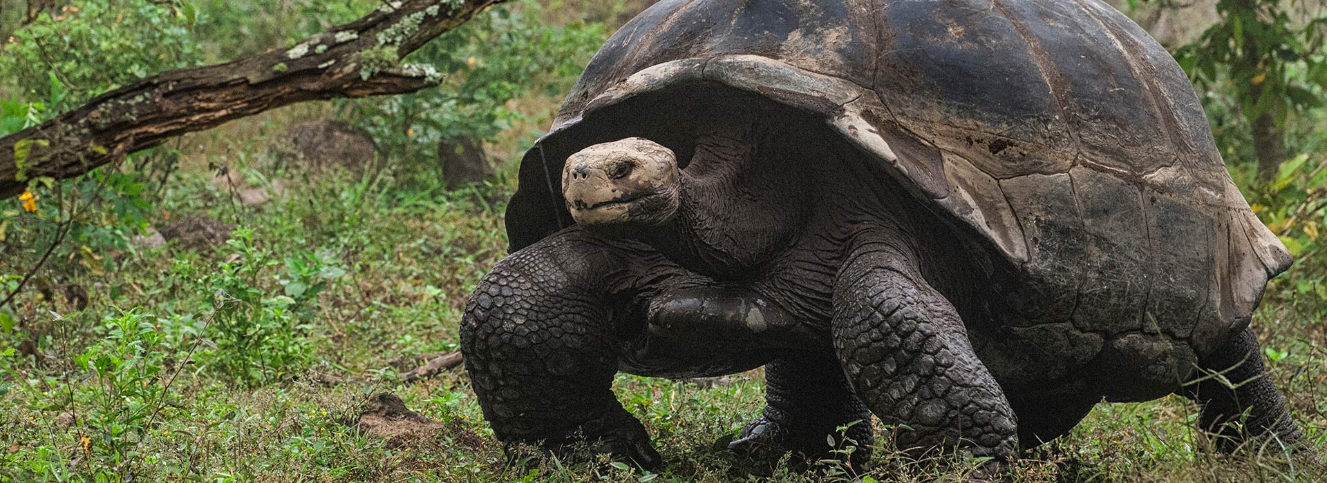 GALAPAGOS EAST 22 – 30 NOVEMBER, 2019