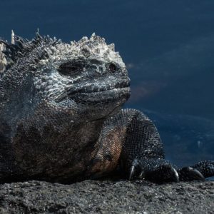 GALAPAGOS WEST 09 – 17 DECEMBER, 2022