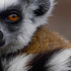 MADAGASCAR 23 OCTOBER - 9 NOVEMBER, 2018