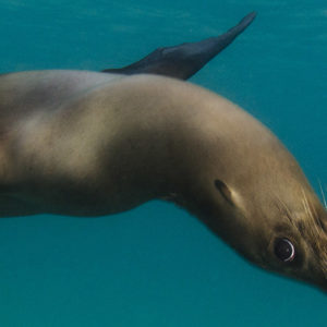 GALAPAGOS EAST 2 – 10 AUGUST, 2019