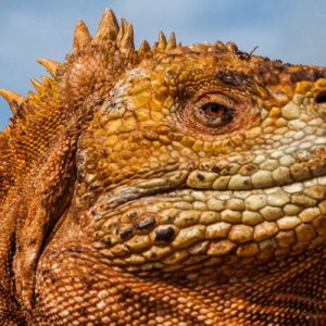 GALAPAGOS EAST 6 DECEMBER – 14 DECEMBER, 2019