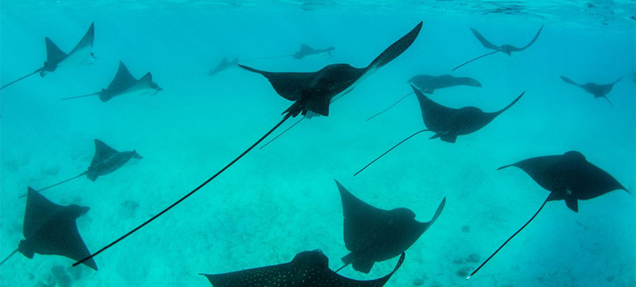 spotted eagle rays in the Galapagos