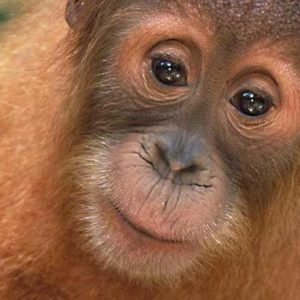 SABAH, BORNEO: 24 SEPTEMBER, 2018