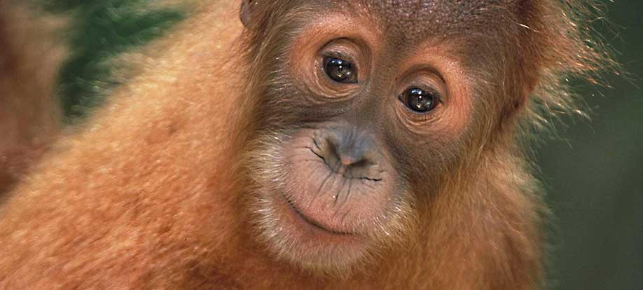 SABAH, BORNEO: 24 SEPTEMBER, 2018