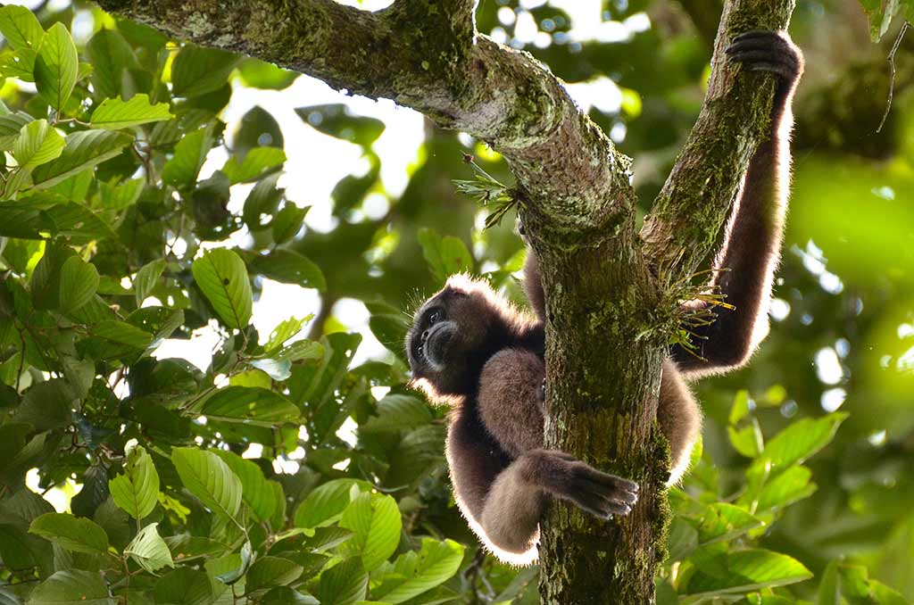 Borneo-G34