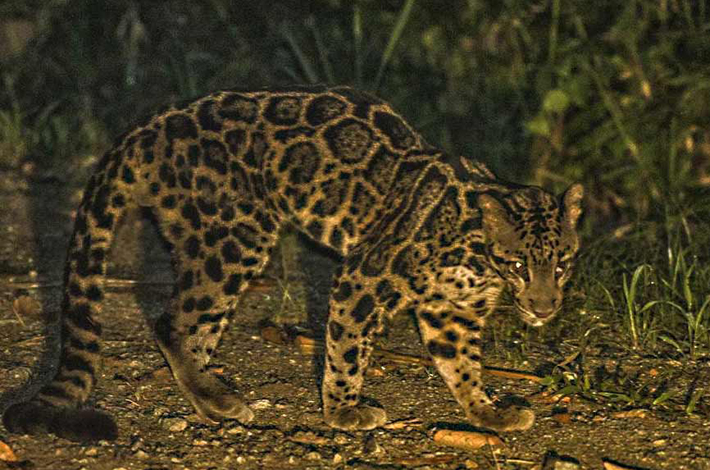 Borneo-G4
