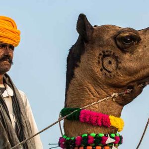 INDIA: CAMELS & TIGERS