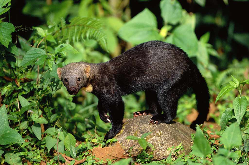 107651-Tayra