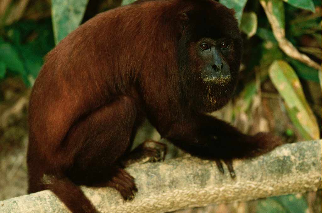 1084943-Red-Howler-Monkey