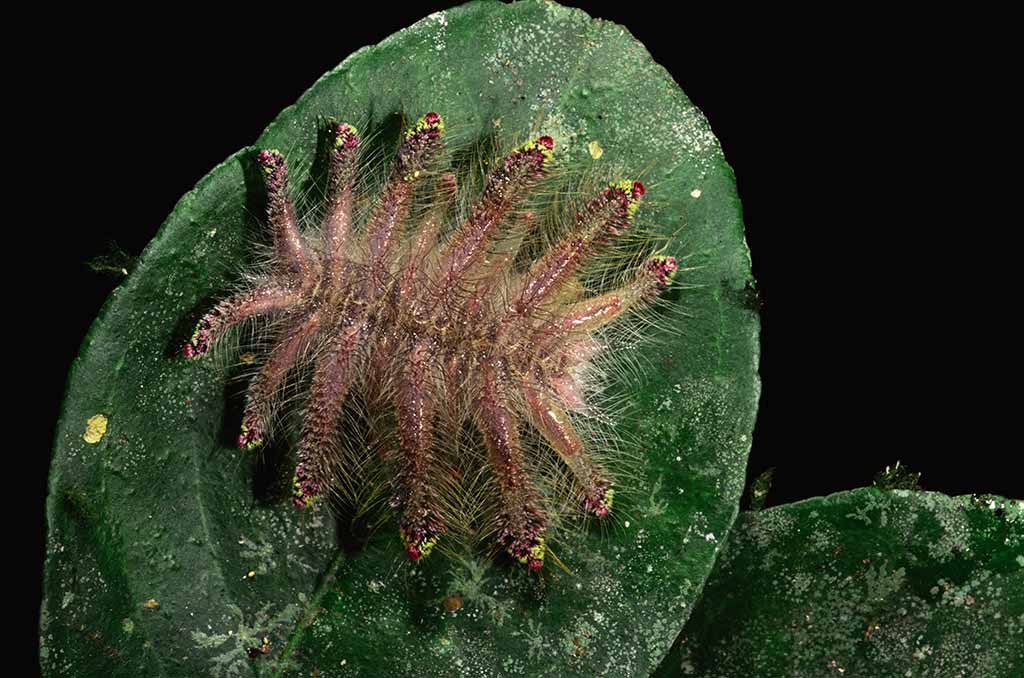 1085566-Monkey-slug-catterpilla
