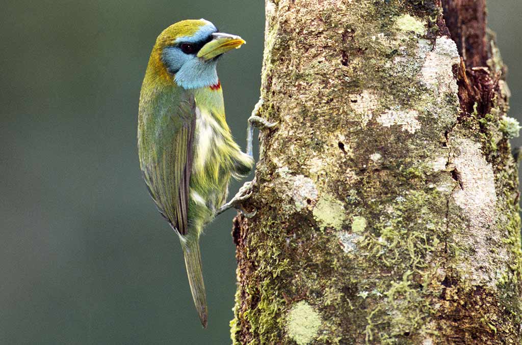 109521-Versicolored-Barbet