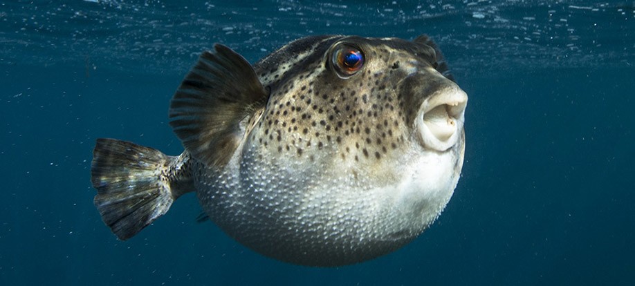 Bullseye Pufferfish