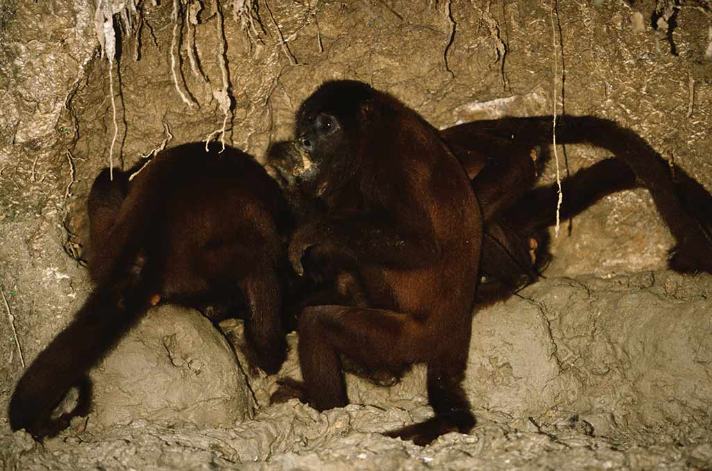 93073-Howler-Monkeys