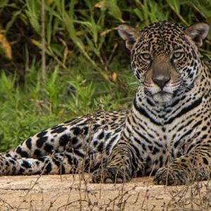 Pantanal: 2 – 12 September, 2020