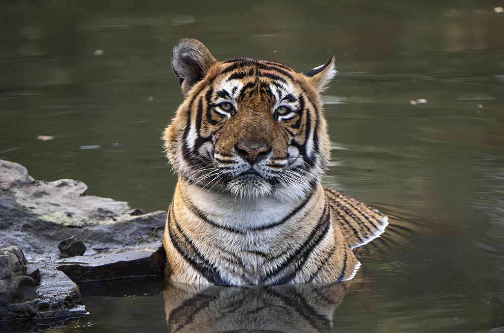 IndiaCamels&Tigers-Gallery