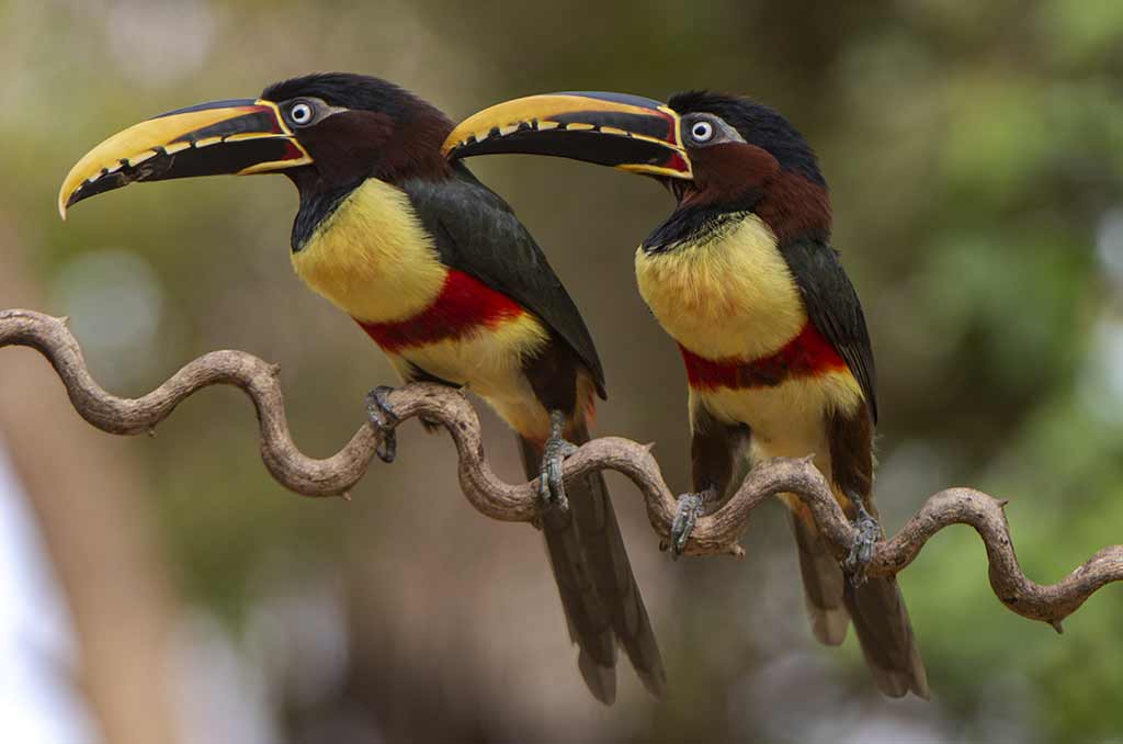 Pantanal23Aug-1Sept2020-Gallery1