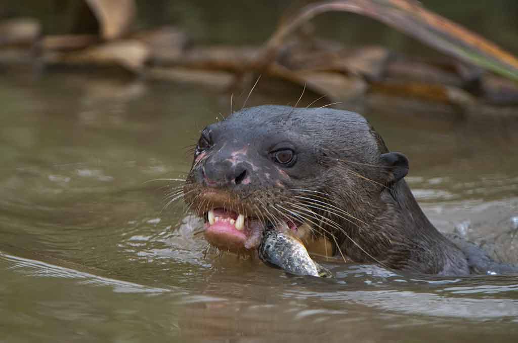 Pantanal23Aug-1Sept2020-Gallery7