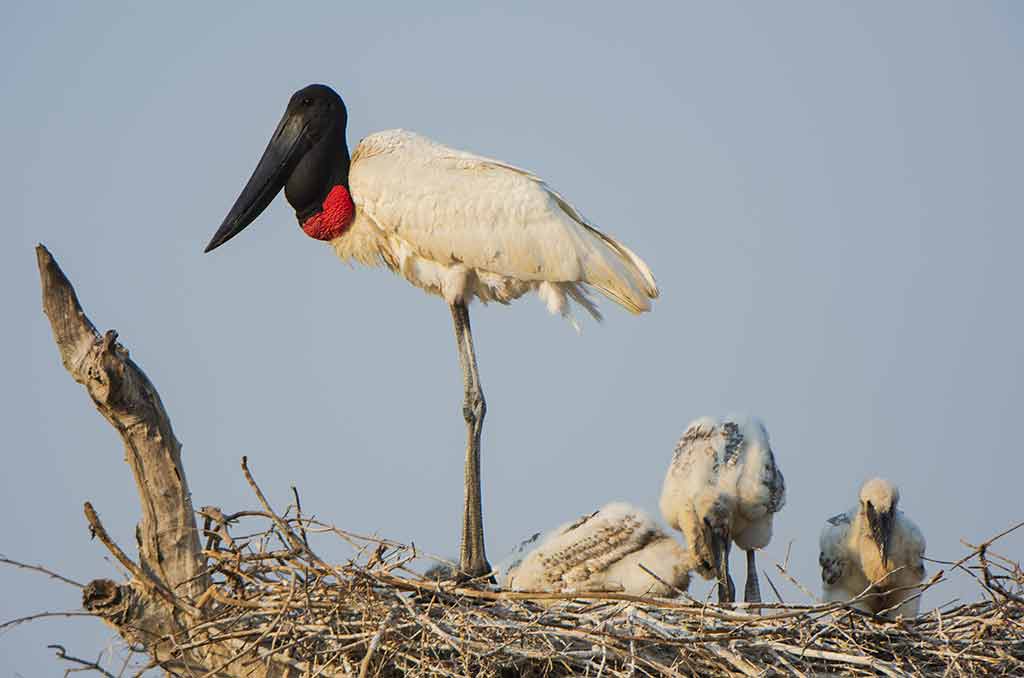 Pantanal23Aug-1Sept2020-Gallery8