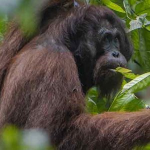 SABAH, BORNEO: 6-17 October,2020