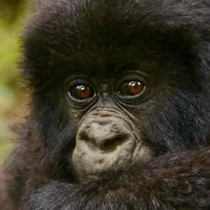UGANDA: 31 January - 13 February, 2022