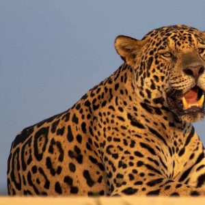 Pantanal: 22 AUGUST-1 SEPTEMBER, 2022