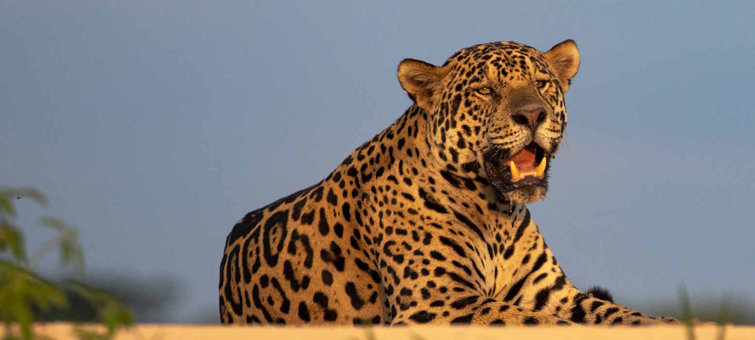 Pantanal22Aug-1Sep2022-Expedition