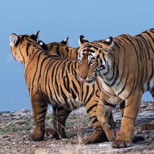 India: 23 Nov - 10 Dec, 2023