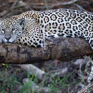 Pantanal: 27 August - 5 September, 2024