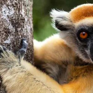 MADAGASCAR 20 Oct - 3 Nov, 2024