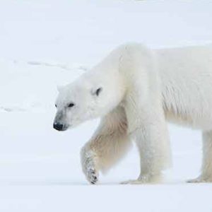 Svalbard 15 - 25 May 2025