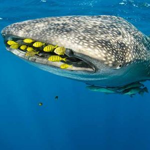 Indonesia Komodo Dragons & Whale Sharks 16 Sep - 2 Oct, 2025
