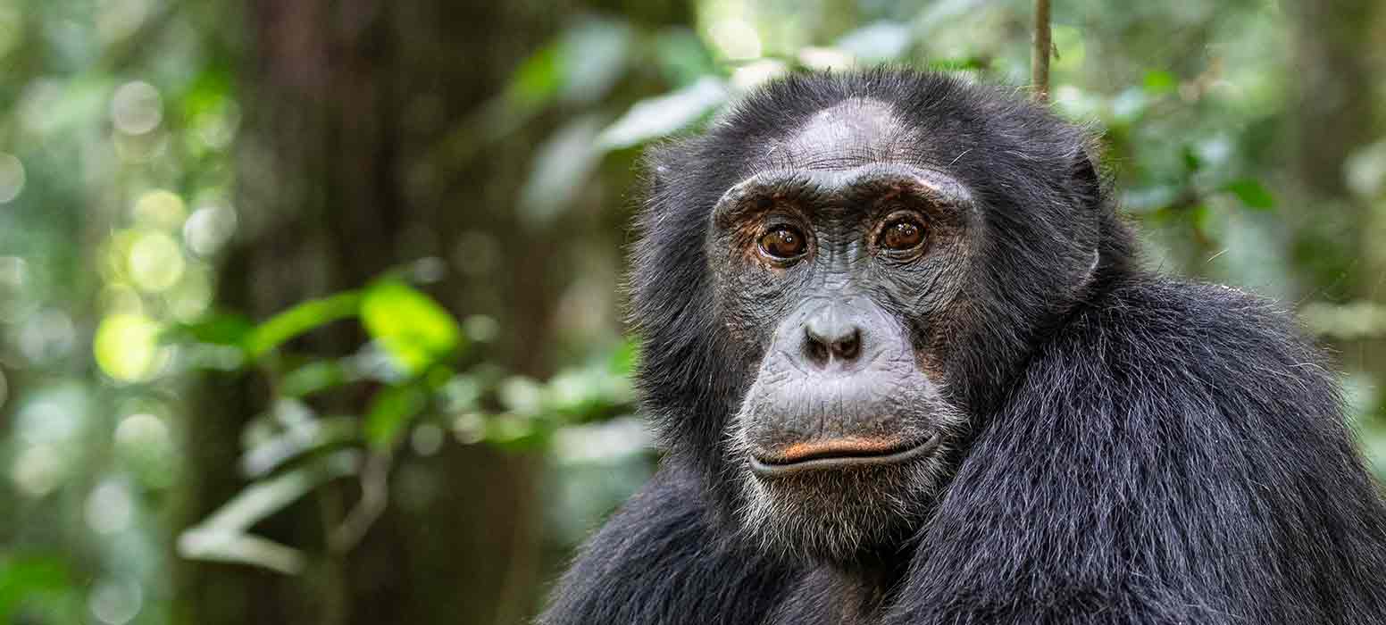 Uganda 1 - 14 February, 2025